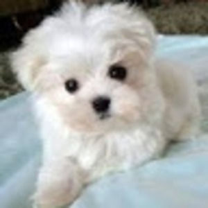 Meet your Posher, Isabel